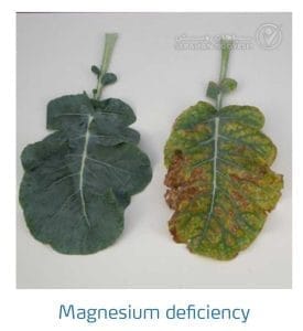 علائم کمبود منیزیم در کلم پیچ، گل کلم، کلم بروکلی (Magnesium Deficiency)