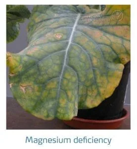 علائم کمبود منیزیم در کلم پیچ، گل کلم، کلم بروکلی (Magnesium Deficiency)