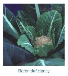 علائم کمبود بُر در کلم پیچ، گل کلم، کلم بروکلی (Boron Deficiency)