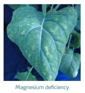 علائم کمبود منیزیم در کلم پیچ، گل کلم، کلم بروکلی (Magnesium Deficiency)