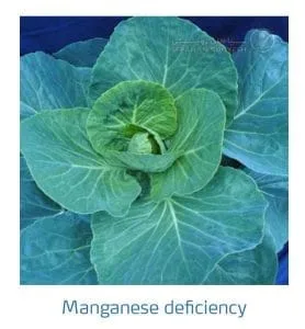 علائم کمبود منگنز در کلم پیچ، گل کلم، کلم بروکلی (Manganese Deficiency)