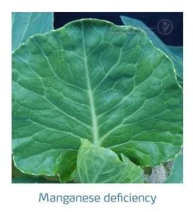 علائم کمبود منگنز در کلم پیچ، گل کلم، کلم بروکلی (Manganese Deficiency)