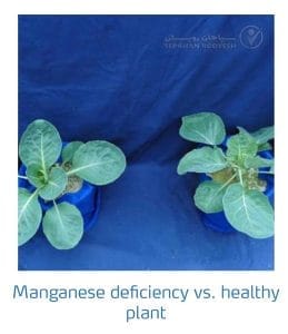 علائم کمبود منگنز در کلم پیچ، گل کلم، کلم بروکلی (Manganese Deficiency)