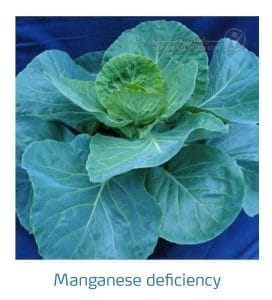 علائم کمبود منگنز در کلم پیچ، گل کلم، کلم بروکلی (Manganese Deficiency)