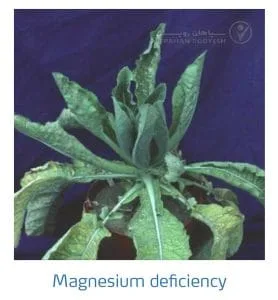 علائم کمبود منیزیم در کلم پیچ، گل کلم، کلم بروکلی (Magnesium Deficiency)