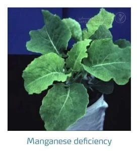 علائم کمبود منگنز در کلم پیچ، گل کلم، کلم بروکلی (Manganese Deficiency)