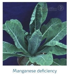 علائم کمبود منگنز در کلم پیچ، گل کلم، کلم بروکلی (Manganese Deficiency)