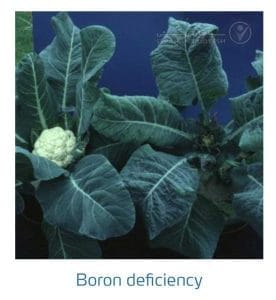 علائم کمبود بُر در کلم پیچ، گل کلم، کلم بروکلی (Boron Deficiency)