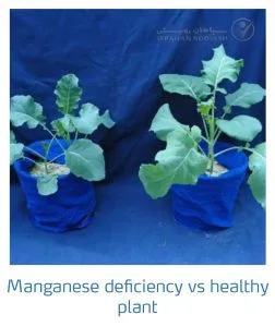 علائم کمبود منگنز در کلم پیچ، گل کلم، کلم بروکلی (Manganese Deficiency)