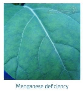 علائم کمبود منگنز در کلم پیچ، گل کلم، کلم بروکلی (Manganese Deficiency)