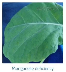 علائم کمبود منگنز در کلم پیچ، گل کلم، کلم بروکلی (Manganese Deficiency)