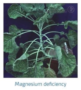 علائم کمبود منیزیم در کلم پیچ، گل کلم، کلم بروکلی (Magnesium Deficiency)