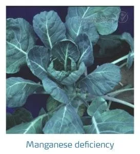 علائم کمبود منگنز در کلم پیچ، گل کلم، کلم بروکلی (Manganese Deficiency)