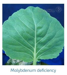 علائم کمبود مولیبدن در کلم پیچ، گل کلم، کلم بروکلی (Molybdenum Deficiency)