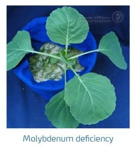 علائم کمبود مولیبدن در کلم پیچ، گل کلم، کلم بروکلی (Molybdenum Deficiency)