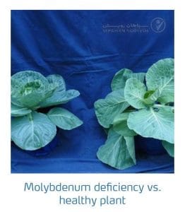 علائم کمبود مولیبدن در کلم پیچ، گل کلم، کلم بروکلی (Molybdenum Deficiency)