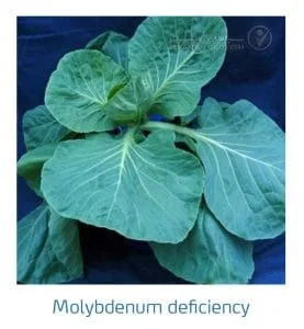 علائم کمبود مولیبدن در کلم پیچ، گل کلم، کلم بروکلی (Molybdenum Deficiency)