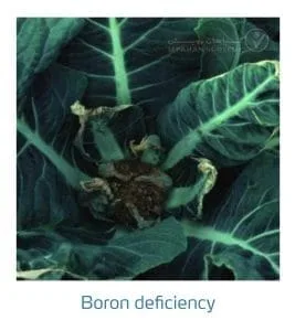 علائم کمبود بُر در کلم پیچ، گل کلم، کلم بروکلی (Boron Deficiency)