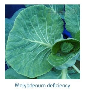 علائم کمبود مولیبدن در کلم پیچ، گل کلم، کلم بروکلی (Molybdenum Deficiency)