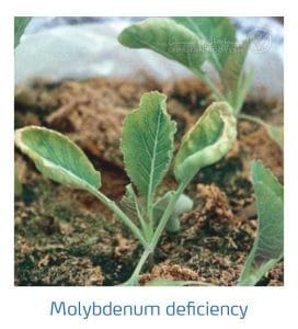 علائم کمبود مولیبدن در کلم پیچ، گل کلم، کلم بروکلی (Molybdenum Deficiency)