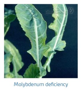 علائم کمبود مولیبدن در کلم پیچ، گل کلم، کلم بروکلی (Molybdenum Deficiency)