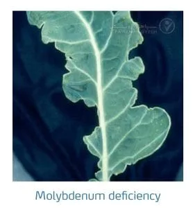 علائم کمبود مولیبدن در کلم پیچ، گل کلم، کلم بروکلی (Molybdenum Deficiency)