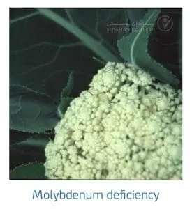 علائم کمبود مولیبدن در کلم پیچ، گل کلم، کلم بروکلی (Molybdenum Deficiency)