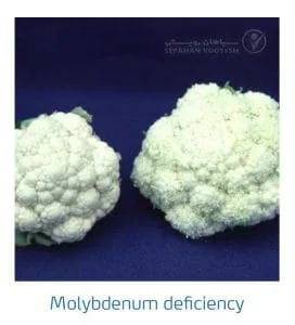 علائم کمبود مولیبدن در کلم پیچ، گل کلم، کلم بروکلی (Molybdenum Deficiency)