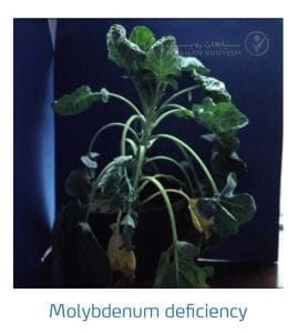 علائم کمبود مولیبدن در کلم پیچ، گل کلم، کلم بروکلی (Molybdenum Deficiency)