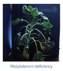 علائم کمبود مولیبدن در کلم پیچ، گل کلم، کلم بروکلی (Molybdenum Deficiency)