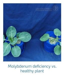 علائم کمبود مولیبدن در کلم پیچ، گل کلم، کلم بروکلی (Molybdenum Deficiency)