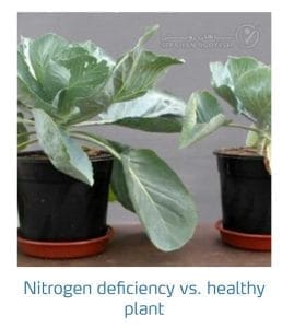 علائم کمبود نیتروژن در کلم پیچ، گل کلم، کلم بروکلی (Nitrogen Deficiency)