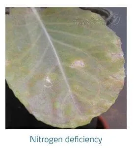 علائم کمبود نیتروژن در کلم پیچ، گل کلم، کلم بروکلی (Nitrogen Deficiency)