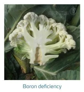 علائم کمبود بُر در کلم پیچ، گل کلم، کلم بروکلی (Boron Deficiency)