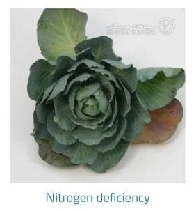 علائم کمبود نیتروژن در کلم پیچ، گل کلم، کلم بروکلی (Nitrogen Deficiency)