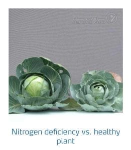 علائم کمبود نیتروژن در کلم پیچ، گل کلم، کلم بروکلی (Nitrogen Deficiency)