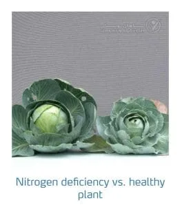 علائم کمبود نیتروژن در کلم پیچ، گل کلم، کلم بروکلی (Nitrogen Deficiency)