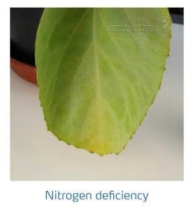 علائم کمبود نیتروژن در کلم پیچ، گل کلم، کلم بروکلی (Nitrogen Deficiency)