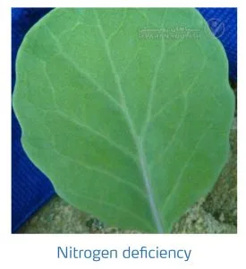 علائم کمبود نیتروژن در کلم پیچ، گل کلم، کلم بروکلی (Nitrogen Deficiency)