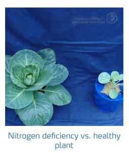 علائم کمبود نیتروژن در کلم پیچ، گل کلم، کلم بروکلی (Nitrogen Deficiency)