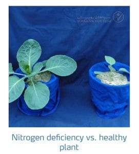 علائم کمبود نیتروژن در کلم پیچ، گل کلم، کلم بروکلی (Nitrogen Deficiency)