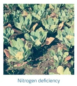 علائم کمبود نیتروژن در کلم پیچ، گل کلم، کلم بروکلی (Nitrogen Deficiency)