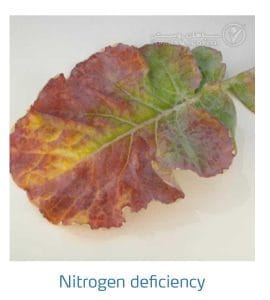 علائم کمبود نیتروژن در کلم پیچ، گل کلم، کلم بروکلی (Nitrogen Deficiency)