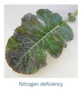 علائم کمبود نیتروژن در کلم پیچ، گل کلم، کلم بروکلی (Nitrogen Deficiency)