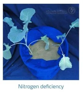 علائم کمبود نیتروژن در کلم پیچ، گل کلم، کلم بروکلی (Nitrogen Deficiency)