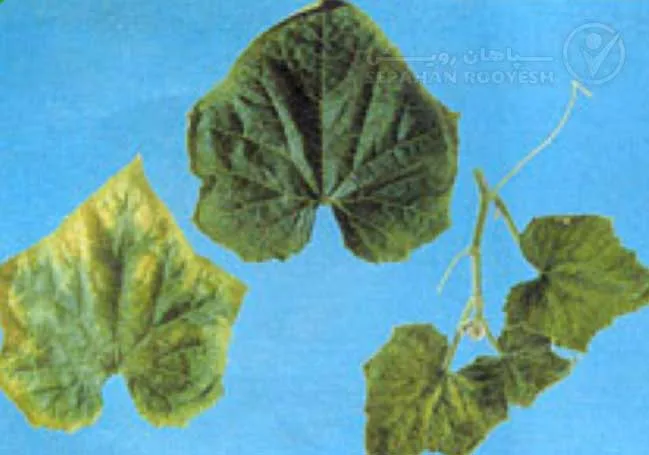 علائم کمبود بُر در خیار (Boron Deficiency)