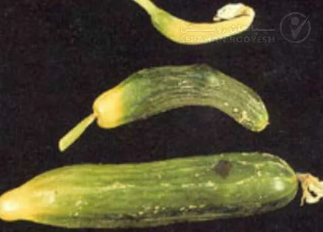علائم کمبود بُر در خیار (Boron Deficiency)