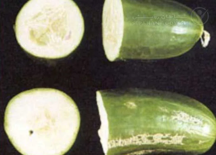 علائم کمبود بُر در خیار (Boron Deficiency)
