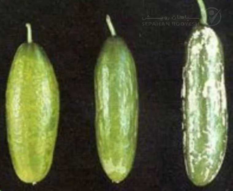 علائم کمبود بُر در خیار (Boron Deficiency)