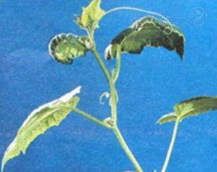علائم کمبود کلسیم در خیار (Calcium Deficiency)